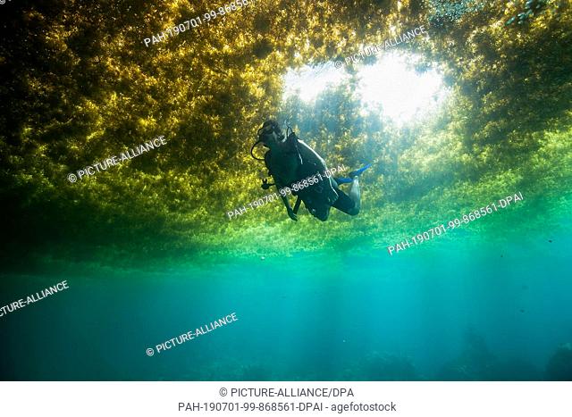 04 June 2019, Mexico, Puerto Morelos: A diver swims in a layer of algae. At the moment, many Caribbean tourists miss out on the perfect beach holiday with lots...