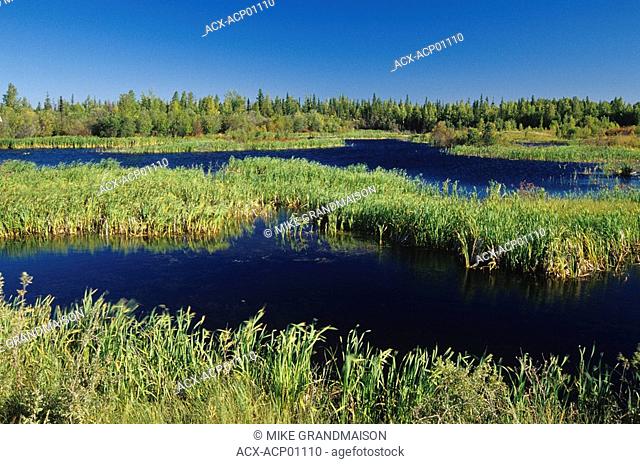 Wetlands near Yellowknife, Northwest Territories, Canada