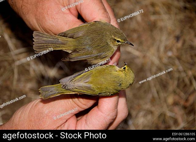 Canary Islands chiffchaff Phylloscopus canariensis and willow warbler Phylloscopus trochilus. Tejeda. Gran Canaria. Canary Islands. Spain