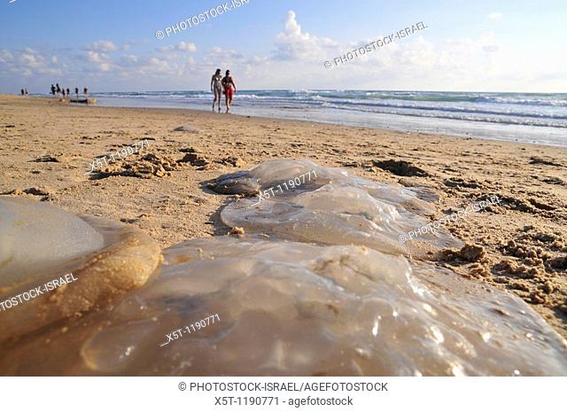 Israel, Mediterranean Sea, Rhopilema nomadica Jellyfish a toxic Indo-Pacific variety recently migrated the Mediterranean Sea on the beach  This jellyfish has...