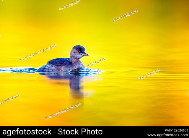 A pygmy diver (Tachybaptus ruficollis) swims on a shining lake in autumn. The color of the leaves bathes the lake in a magical light