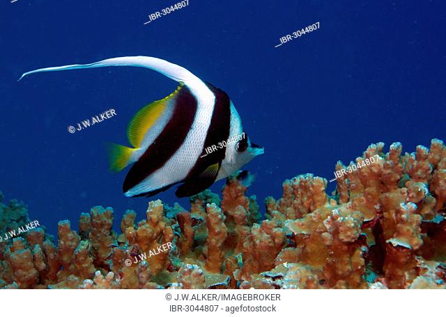 Pennant coralfish also longfin bannerfish (Heniochus acuminatus)