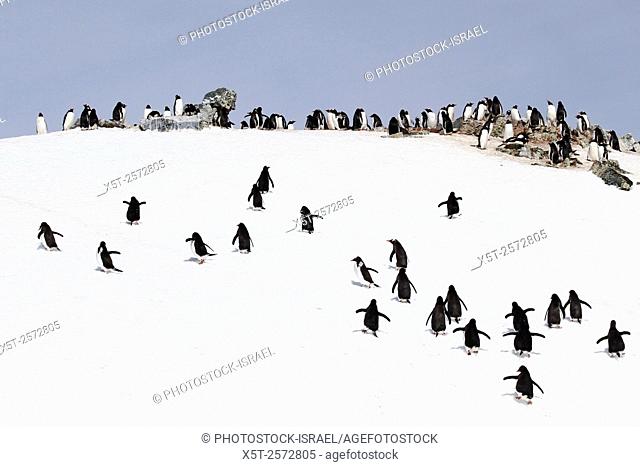 Gentoo penguins (Pygoscelis papua) on Danco Island or Isla Dedo an island off Antarctica, 1 nautical mile (2 km) long lying in the southern part of Errera...