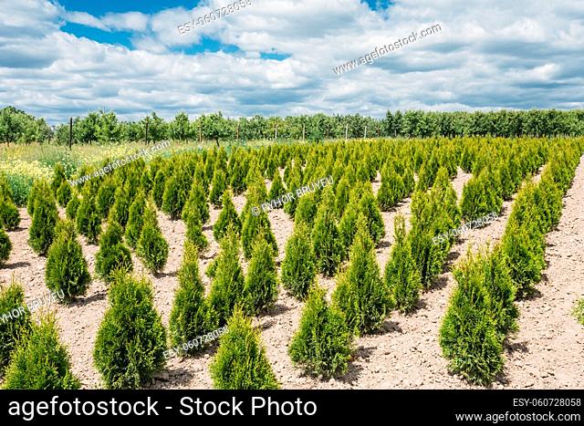 The Summer Spring Plantation Of Thuja Or Thuya Seedlings, Planted Rows On Sandy Soil. Coniferous Small Bushes. The Forest Background