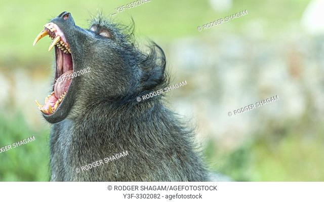 Chacma Baboon in the wild. Mouth wide open, exposing its long, dangerous-looking teeth. Cape Town, South Africa