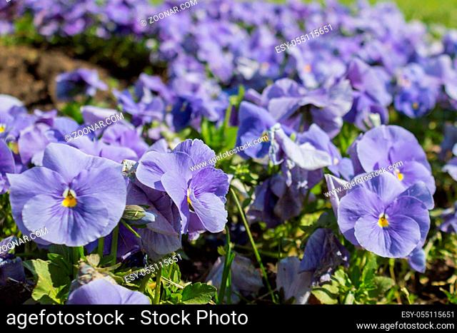 The garden pansy is a type of large-flowered hybrid plant cultivated as a garden flower. This image was blurred or selective focus