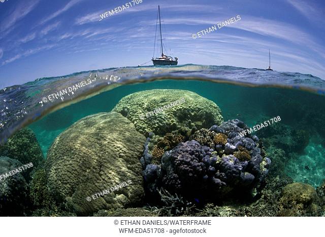 Reef-building Corals on Reef Top, Acropora sp., Noumea, Amedee Island, New Caledonia