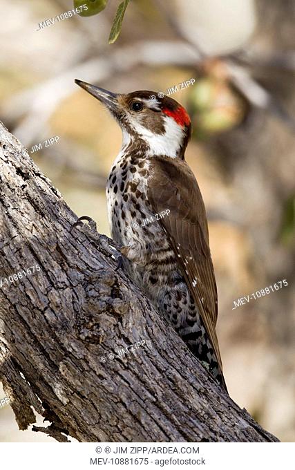 Arizona Woodpecker - (formerly known as Strictland's Woodpecker) (Picoides arizonae). March in southeastern Arizona - USA