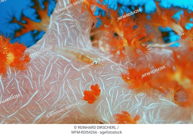 Common ghost goby on soft coral, Pleurosicya mossambica, Bali Indian Ocean, Indonesia