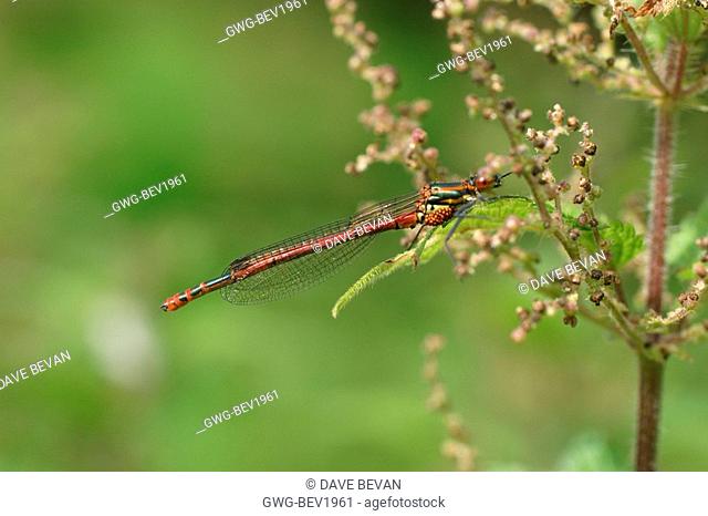 LARGE RED DAMSELFLY MALE