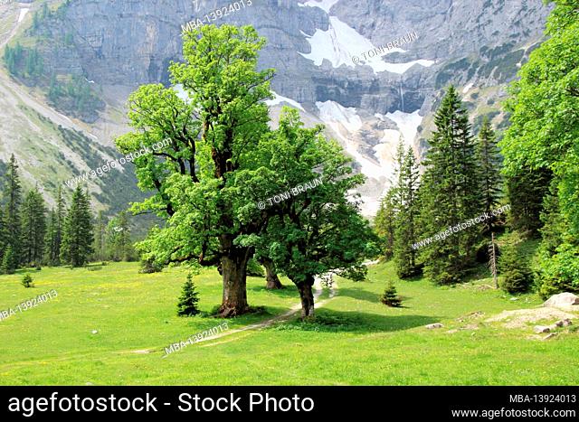 Kleiner Ahornboden, Berg-Ahorn, Karwendel, Tyrol