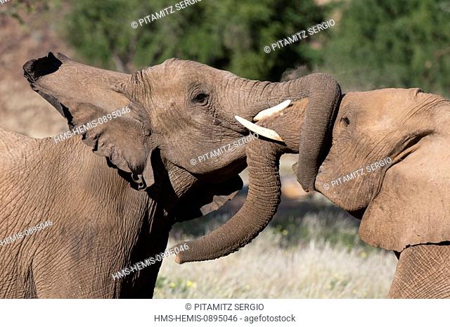Namibia, Damaraland, Torra Conservancy, Huab River Valley, Desert elephants (Loxodonta africana)
