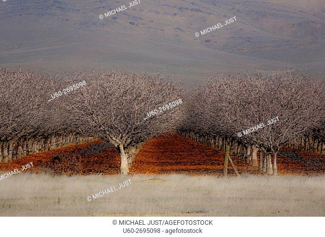 Rows and Rows of Almond Trees in the San Joaquin Valley, California, USA