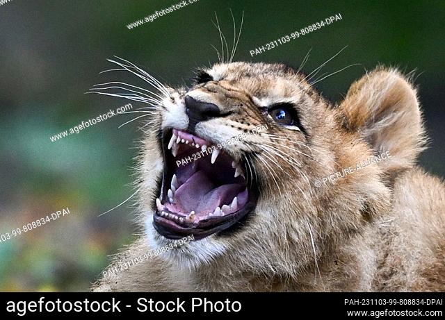 03 November 2023, Saxony, Leipzig: A lion cub of the lioness Kigali at Leipzig Zoo romps through the enclosure in the morning