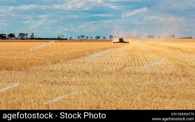 a wide angle view as a header is used on a western australian wheat farm to harvest ripe grain