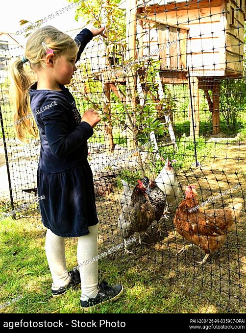 17 April 2020, Hessen, Kassel: Amelie feeds the rental chickens. For three weeks the chickens lived in the garden of the Rassek family on the outskirts of...