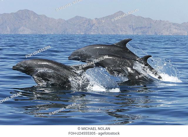 Adult Bottlenose Dolphin Tursiops truncatus gilli leaping in the upper Gulf of California Sea of Cortez, Mexico