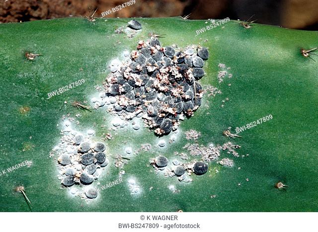 cochineal Dactylopius coccus, on Opuntia