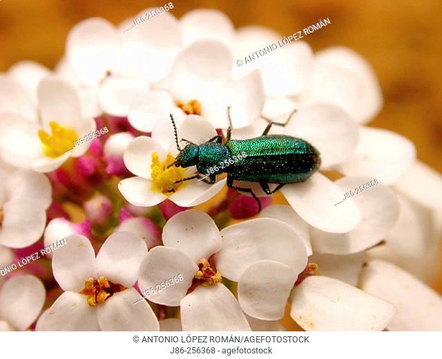 Beetle (Psilotrix cyaneus) on Candytuft (Iberis sempervirens)