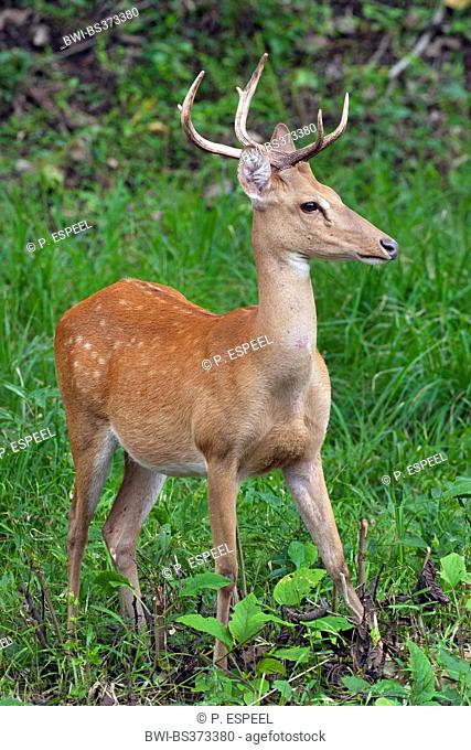 Thamin, Brow-antlered deer, Eld's deer (Panolia eldii, Rucervus eldii, Cervus eldii), stag standing in a clearing, Thailand, Huai Kha Khaeng Wildlife Sanctua