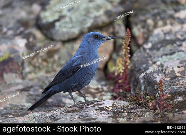 Blue Rock Thrush (Monticola solitarius), Extremadura, Spain, Europe