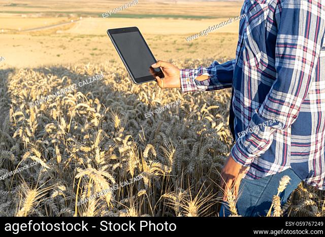 Close-up of woman hand touching tablet pc in wheat stalks. Agronomist researching wheat ears. Farmer using tablet in wheat field
