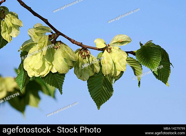Fluttering elm (Ulmus laevis), branch with leaves and wing nuts, spring, North Rhine-Westphalia, Germany