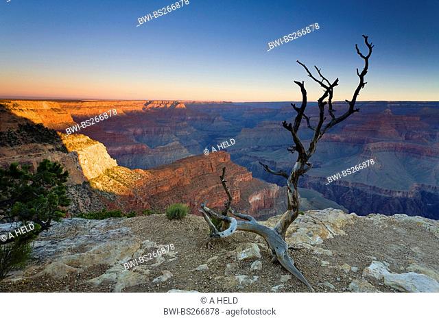 view from Hopi Point to the Grand Canyon and Colorado River at sunrise, dead tree in foreground, USA, Arizona, Grand Canyon National Park