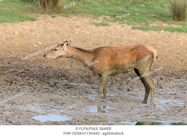 Red Deer (Cervus elaphus) hind, shaking off mud from body, standing in wallow, Minsmere RSPB Reserve, Suffolk, England, October