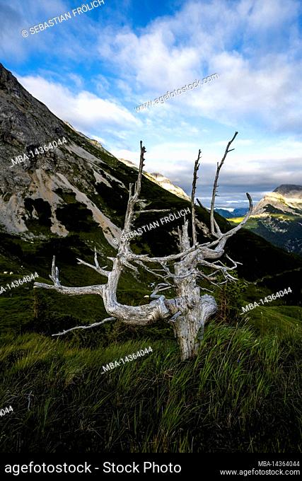 An old dead mountain pine in the Karwendel mountains