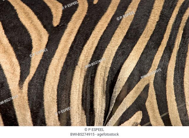 Burchell's zebra, zebra, Common zebra Equus quagga burchelli, Equus burchelli, stripes, South Africa, Limpopo, Krueger National Park