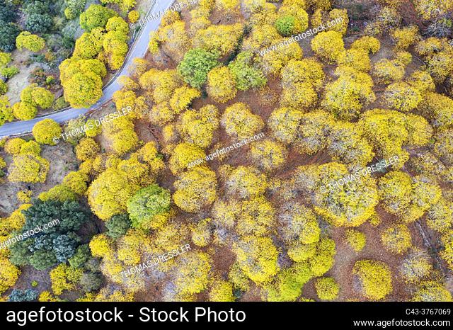 Sweet chestnut trees (Castanea sativa) in autumnal colours in November. Aerial view. Drone shot. Genal river valley, Málaga province, Andalusia, Spain