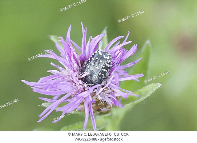 Rose Chafer, Oxythyrea funesta. Large black scarab with distinctive white flecks. Size 8-12mm. Phytophagous. Polyphagous