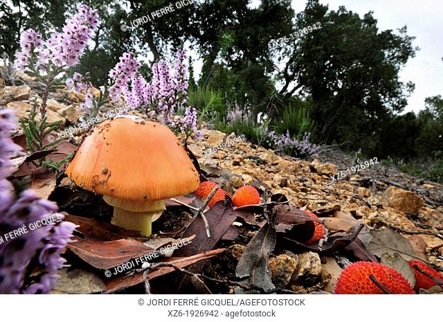 Caesar's Mushroom in a wood, oronja, reig, amanita caesarea, Edible mushroom, Costa Brava, Girona, Spain, Europe