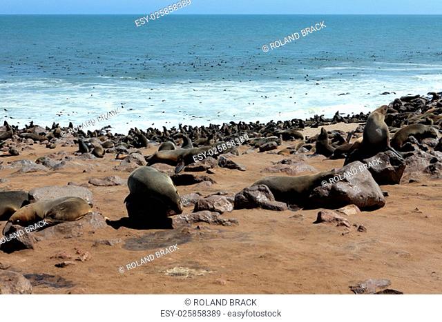 seal colony at cape cross in namibia