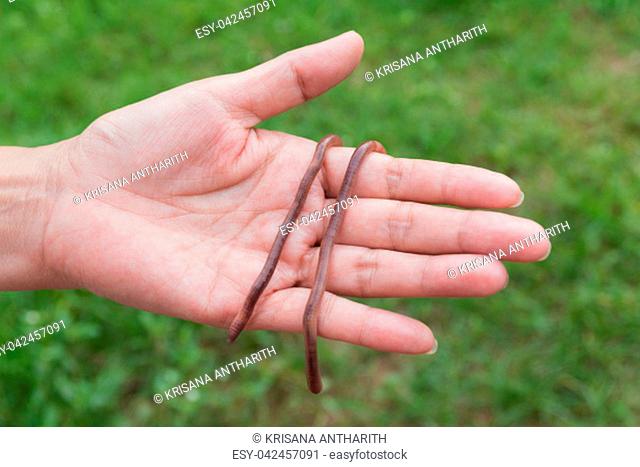 Female hand holding earth worms in hands
