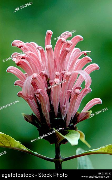 Brazilian plume flower (Jacobinia carnea)