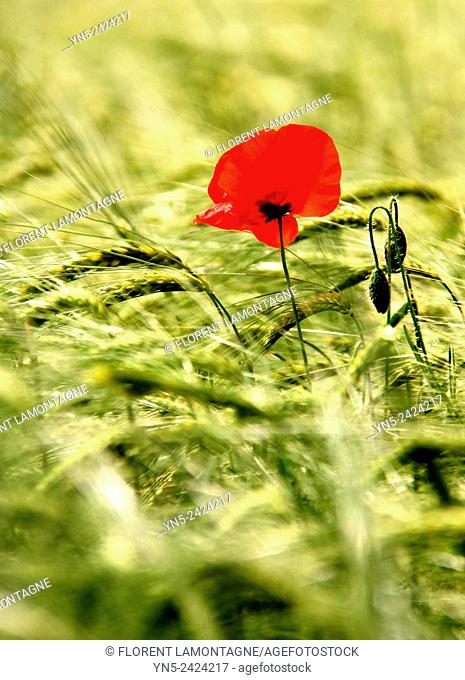 papaver, red poppy in middle of a wheat field