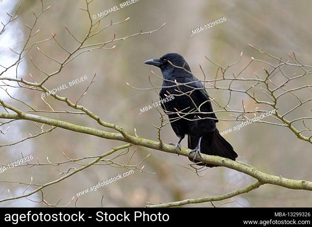 Carrion crow on a tree, March, Hesse, Germany