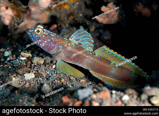 Metallic Shrimpgoby (Amblyeleotris latifasciata) adult, with fin extended, resting on sand, Seraya, Bali, Lesser Sunda Islands, Indonesia, Asia