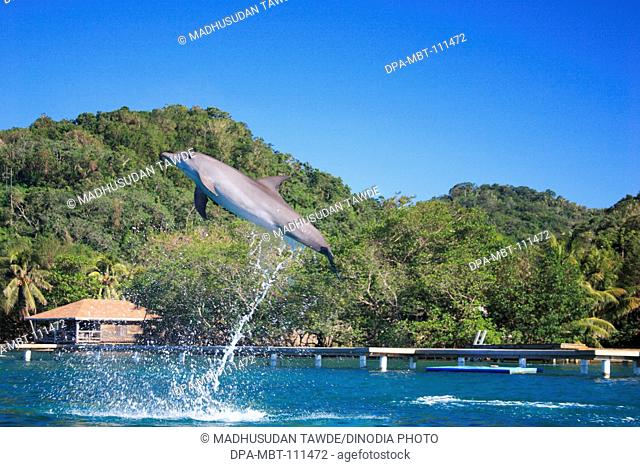 Dolphin jumping , A bottlenose dolphin , Binomial name Tursiops Truncatus , Scientific name Kingdom Animalia , Phylum Chordata , Class Mammalia , Order Cetacea