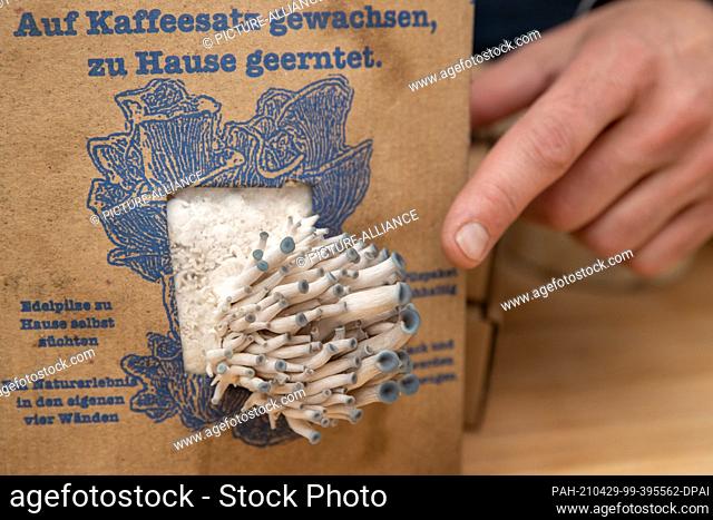 19 April 2021, Bavaria, Nuremberg: Pigeon blue oyster mushrooms grow from a mushroom growing kit by Ralph Haydl - a mushroom substrate consisting of coffee...