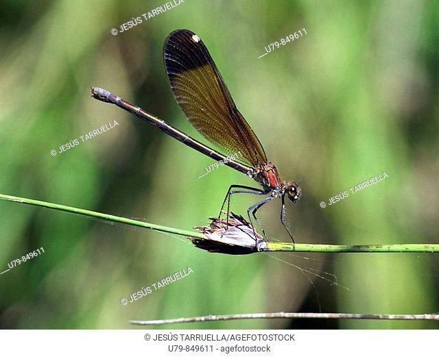 Dragonfly. Calopteryx haemorrhoidalis at birth Vinalopó River. Mariola bathtubs. Alicante. Valencia. Spain. Europe