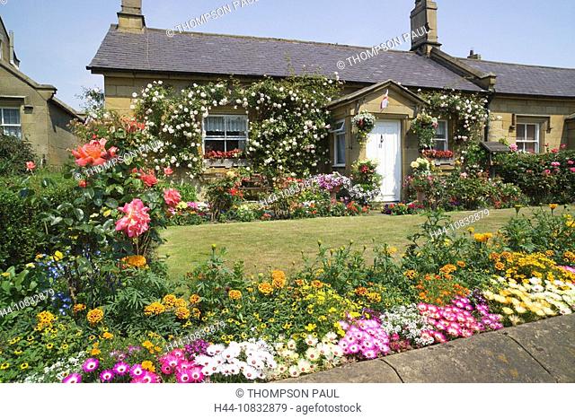 UK, England, Europe, Stone Cottage, summer flowers, Denwick, Northumberland, roses, growing, near, United Kingdom, Gre
