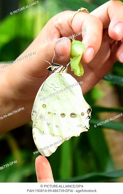 14 August 2019, Saxony-Anhalt, Wittenberg Lutherstadt: A freshly hatched white butterfly (Morpho polyphemus) can be seen in the butterfly park in Wittenberg...