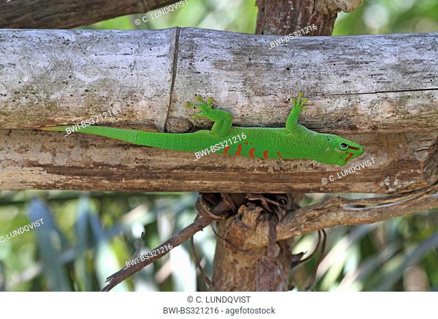 madagascar giant day gecko (Phelsuma madagascariensis grandis, Phelsuma grandis), is sitting on bamboo, Madagascar, Antsiranana, Vohemar