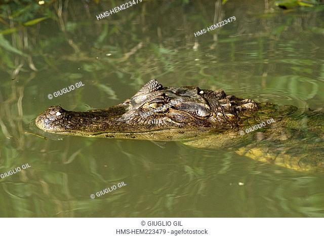 Costa Rica, Limon Province, north east area, Tortuguero National Park, alligator in the small canal
