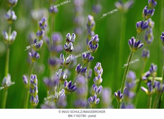 True or Common Lavender (Lavandula angustifolia)