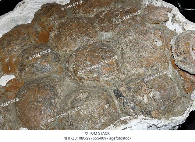 A crested Hadrosaurus dinosaur, Lambeusaurine, egg clutch, Montana