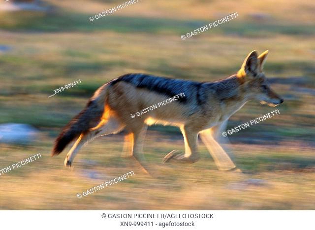 Black-backed jackal Canis mesomelas, Etosha National Park, Namibia